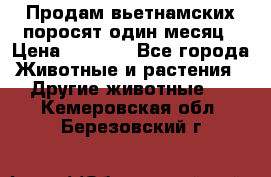 Продам вьетнамских поросят,один месяц › Цена ­ 3 000 - Все города Животные и растения » Другие животные   . Кемеровская обл.,Березовский г.